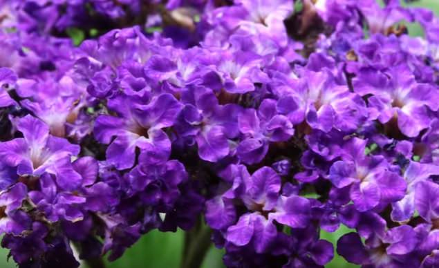 ヘリオトロープ 花言葉